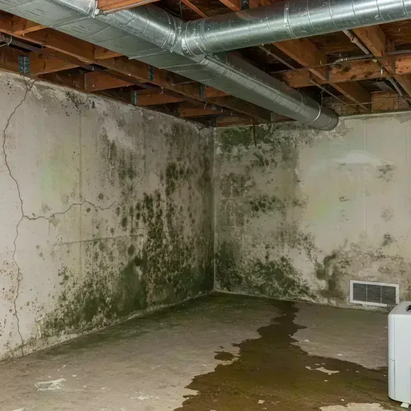 Professional Mold Removal in Britt, IA